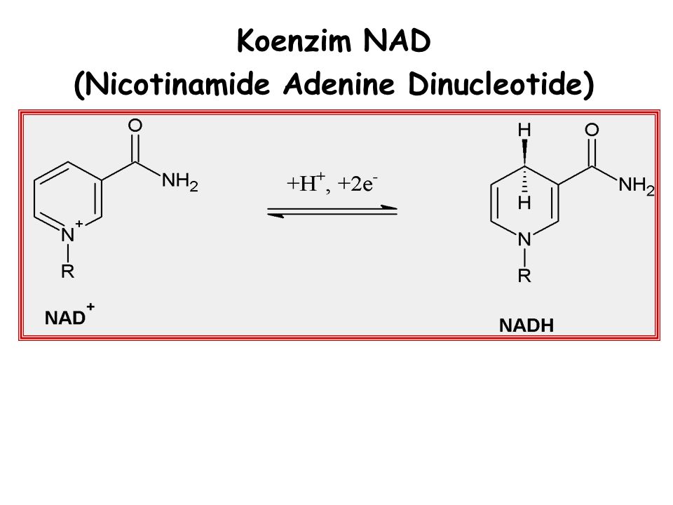 (Nicotinamide Adenine Dinucleotide)