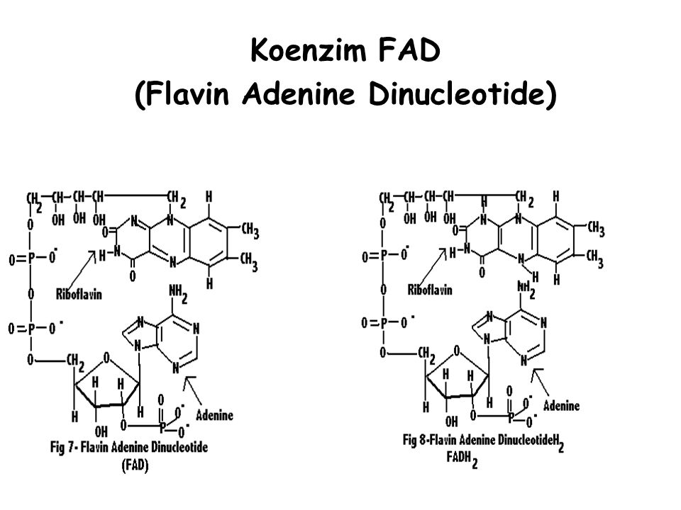 (Flavin Adenine Dinucleotide)