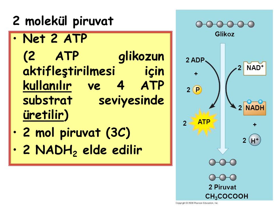 2 molekül piruvat Net 2 ATP