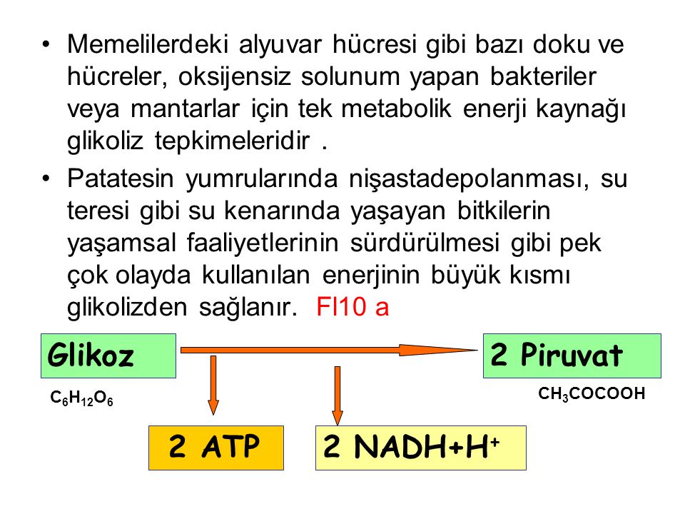 Glikoz 2 Piruvat 2 ATP 2 NADH+H+