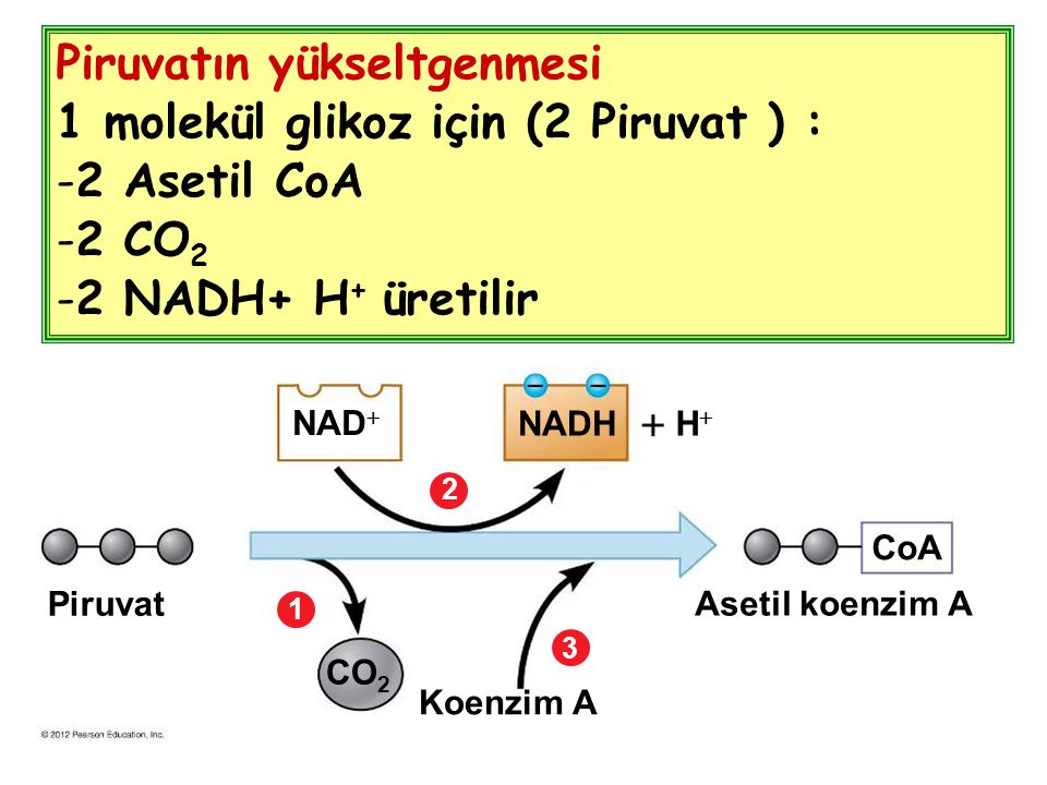 Piruvatın yükseltgenmesi 1 molekül glikoz için (2 Piruvat ) :