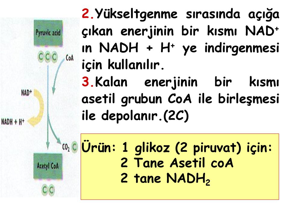 2.Yükseltgenme sırasında açığa çıkan enerjinin bir kısmı NAD+ ın NADH + H+ ye indirgenmesi için kullanılır.