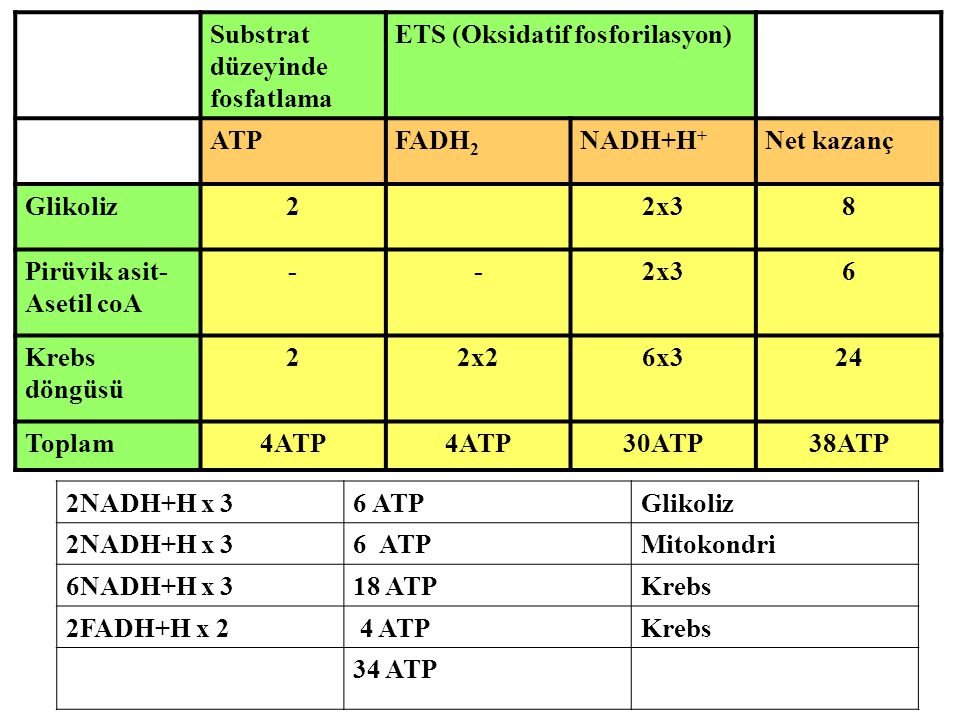 Substrat düzeyinde. fosfatlama. ETS (Oksidatif fosforilasyon) ATP. FADH2. NADH+H+ Net kazanç.