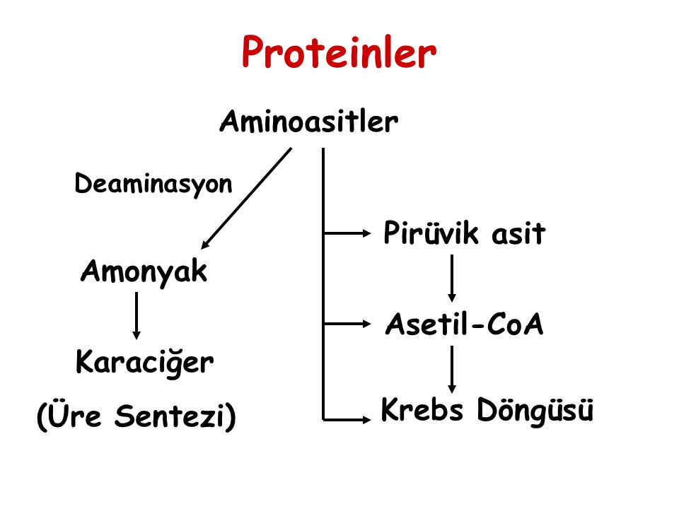 Proteinler Aminoasitler Pirüvik asit Amonyak Asetil-CoA Karaciğer