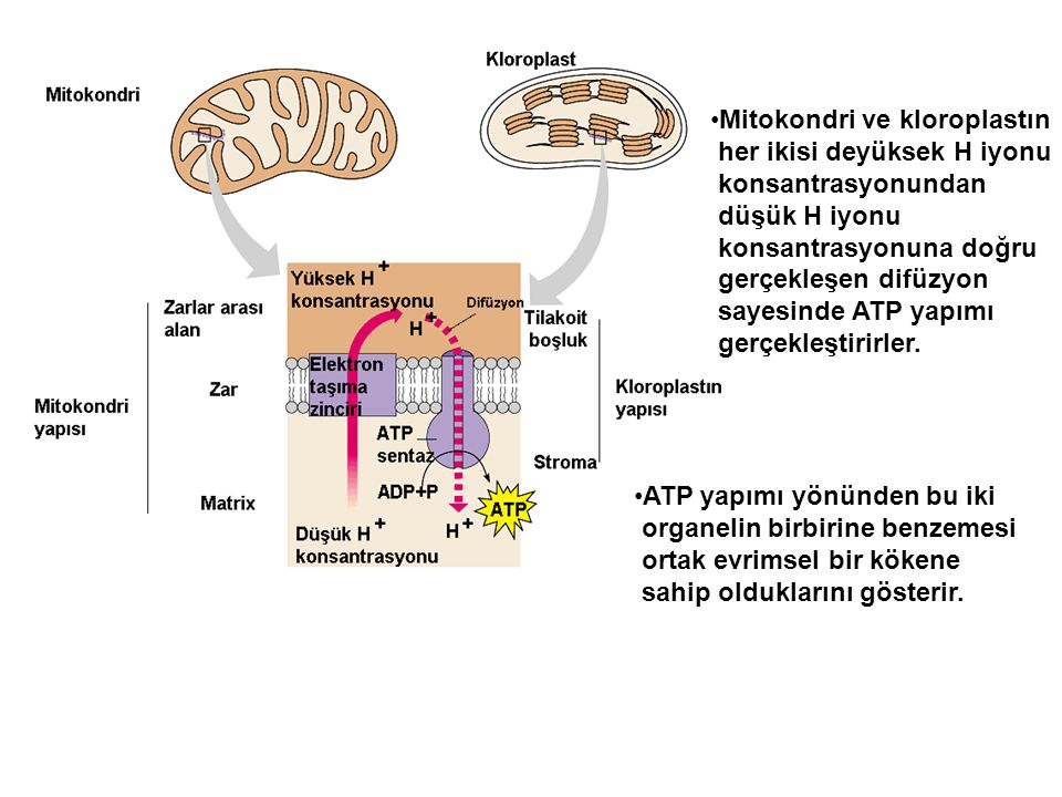 Mitokondri ve kloroplastın