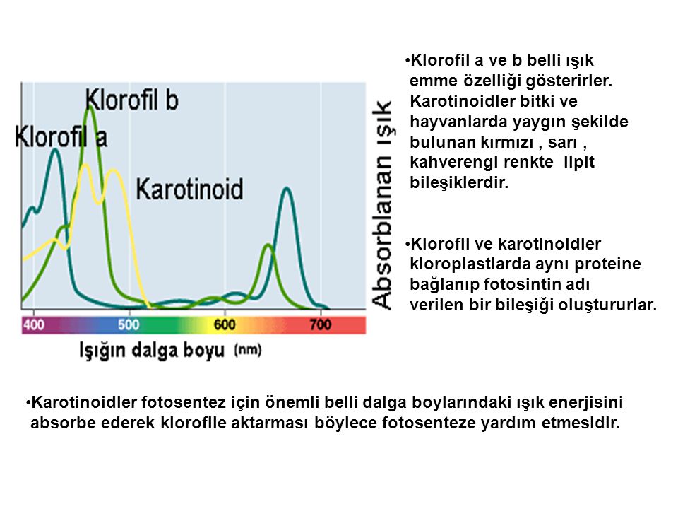 Klorofil a ve b belli ışık