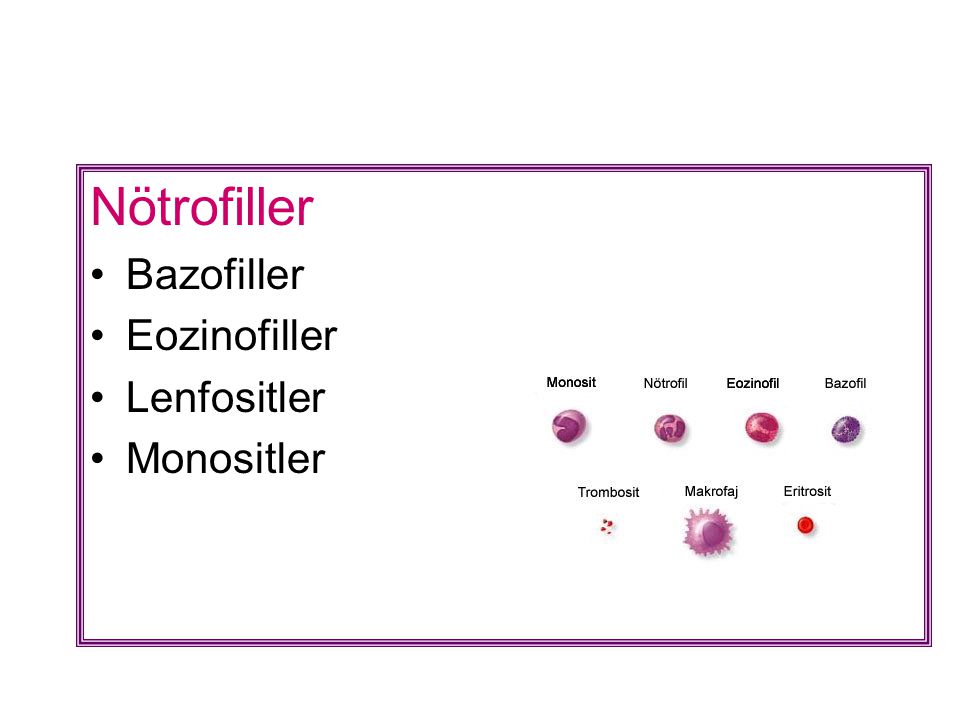 Nötrofiller Bazofiller Eozinofiller Lenfositler Monositler