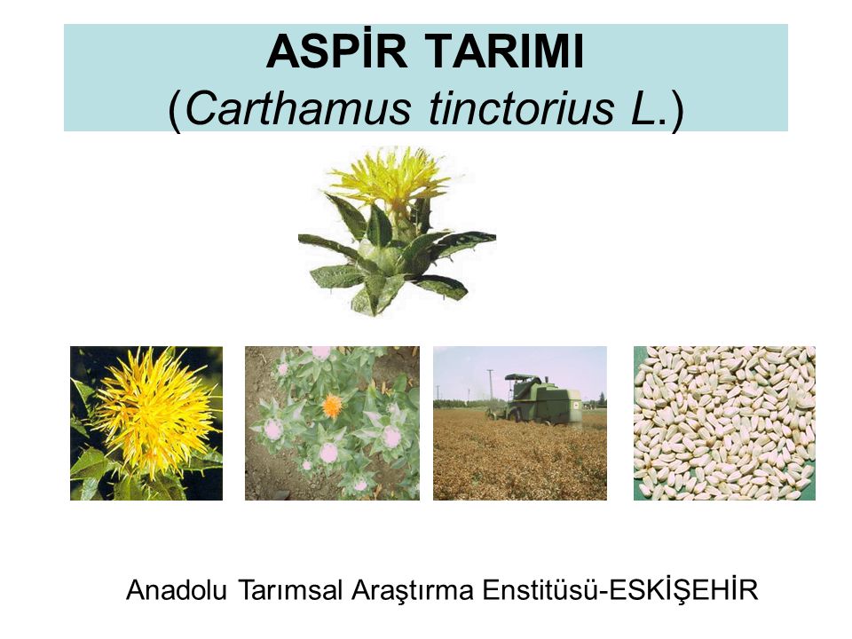 ASPİR TARIMI (Carthamus tinctorius L.)