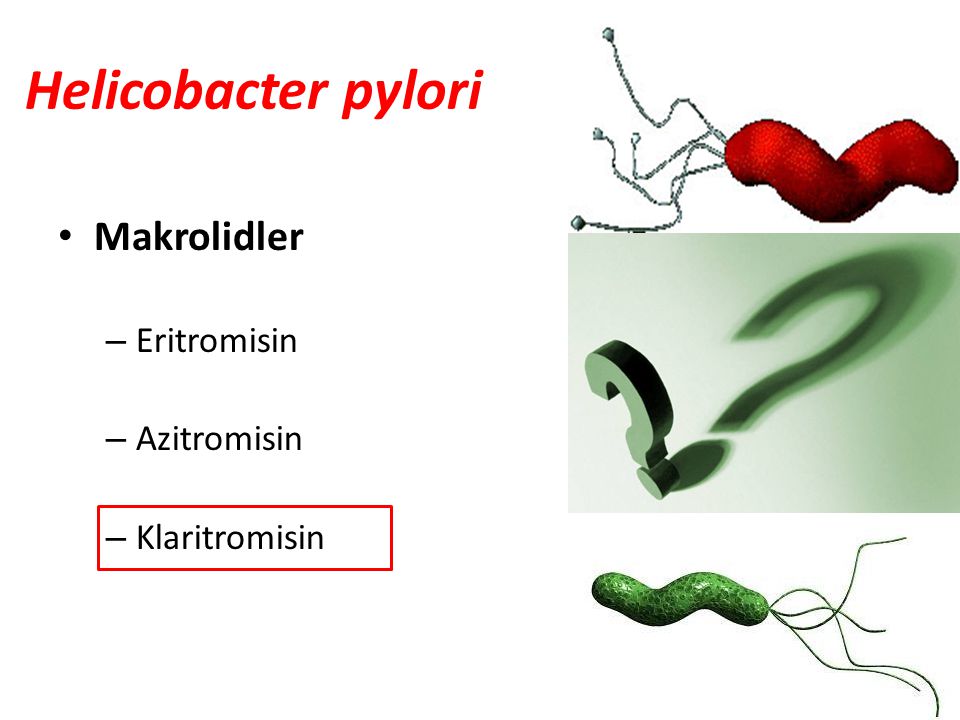 Helicobacter pylori Makrolidler Eritromisin Azitromisin Klaritromisin