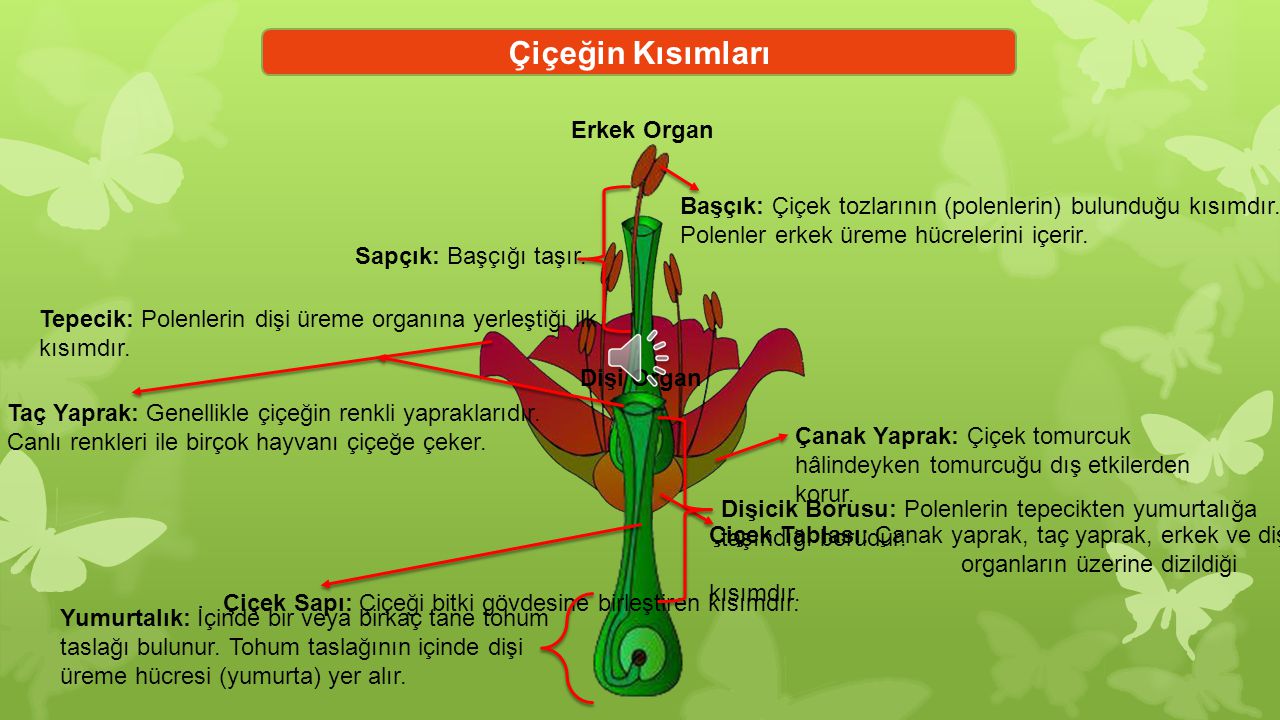 Çiçeğin Kısımları Erkek Organ