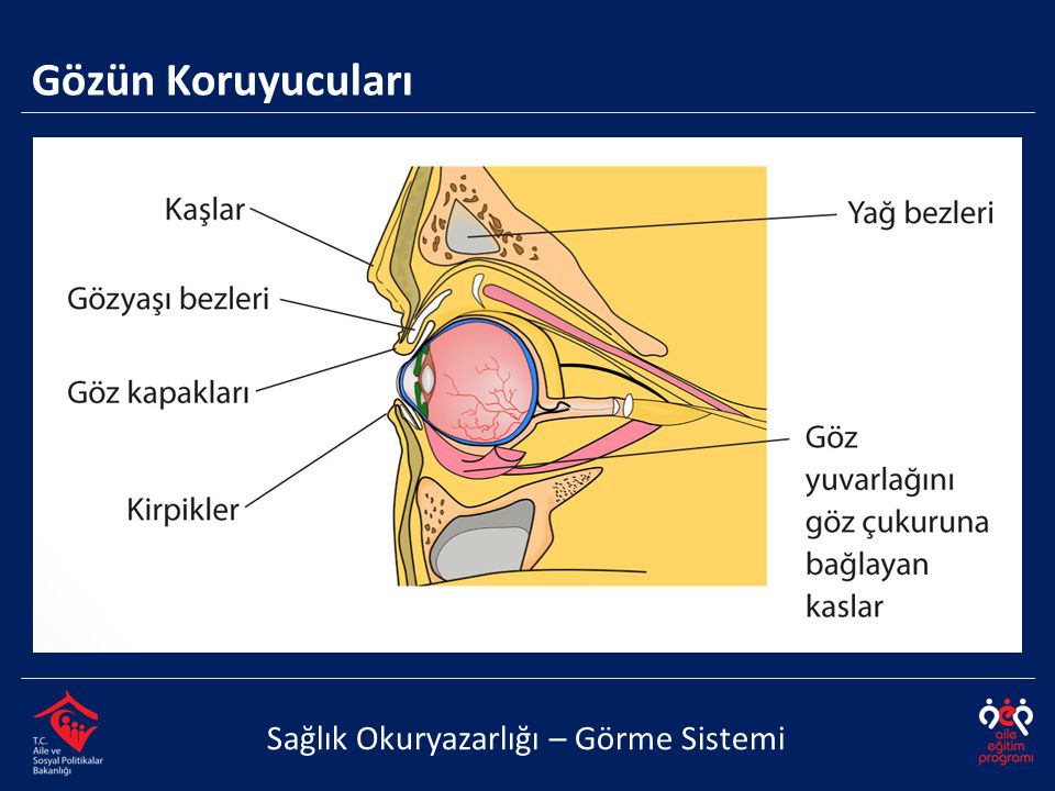 Gözün Koruyucuları Sağlık Okuryazarlığı – Görme Sistemi