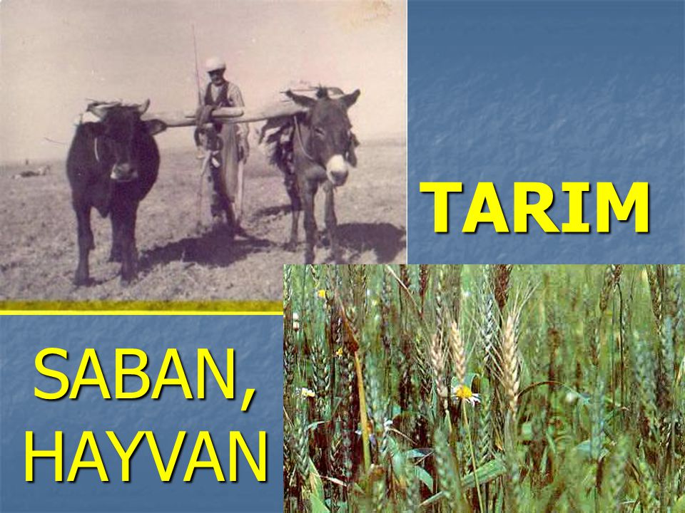 TARIM SABAN, HAYVAN