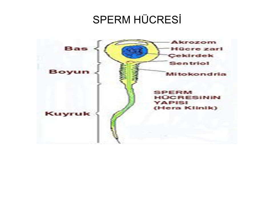 SPERM HÜCRESİ