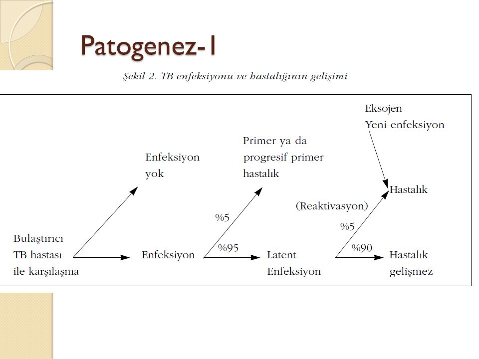 Patogenez-1