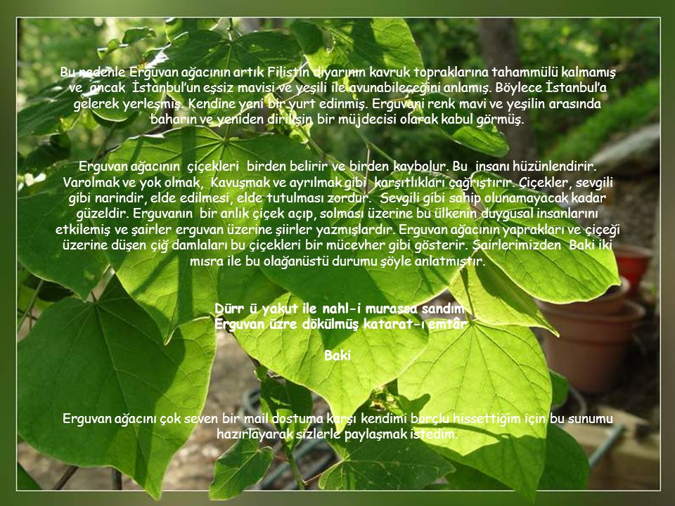 Bu nedenle Erguvan ağacının artık Filistin diyarının kavruk topraklarına tahammülü kalmamış ve ancak İstanbul’un eşsiz mavisi ve yeşili ile avunabileceğini anlamış.