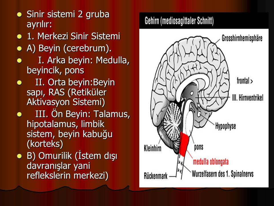Sinir sistemi 2 gruba ayrılır: