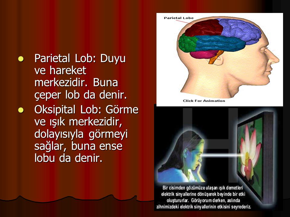 Parietal Lob: Duyu ve hareket merkezidir. Buna çeper lob da denir.