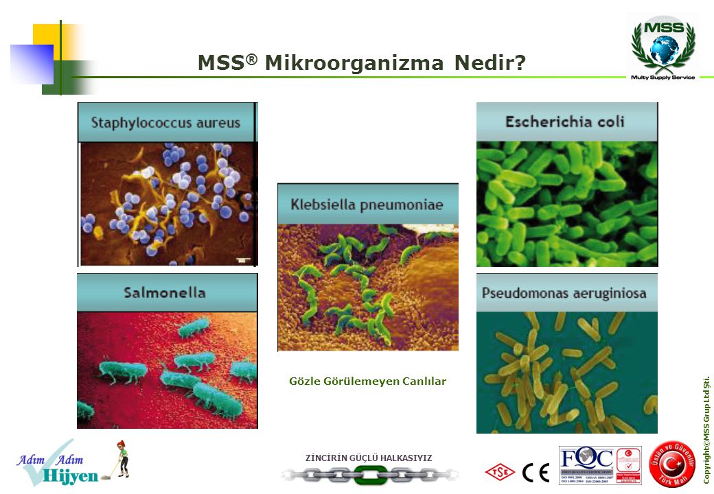 MSS® Mikroorganizma Nedir
