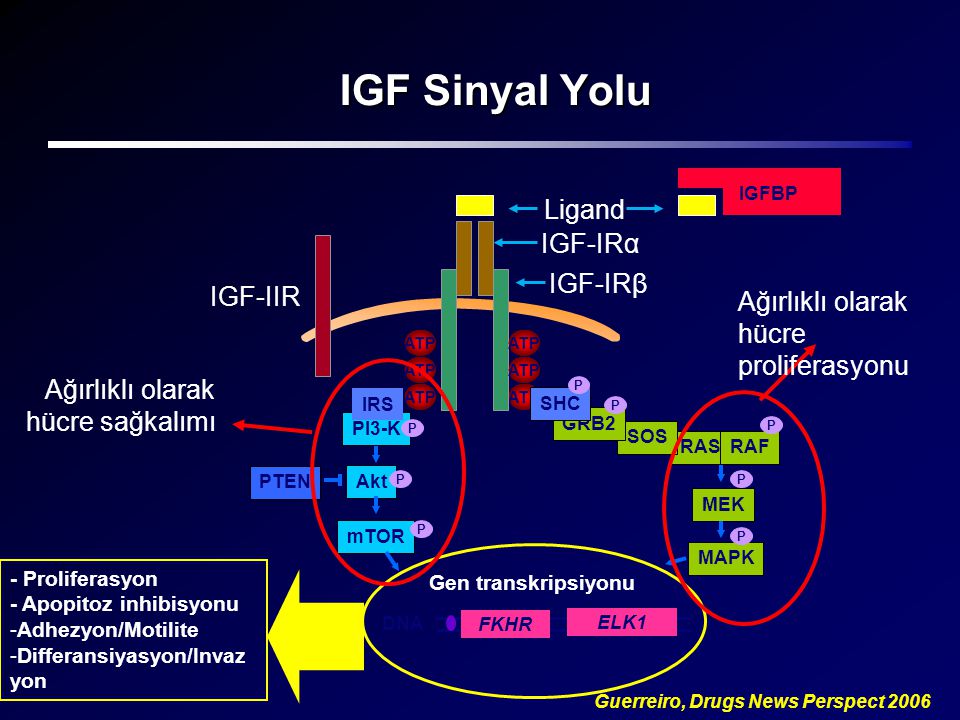 IGF Sinyal Yolu Ligand IGF-IRα IGF-IRβ IGF-IIR
