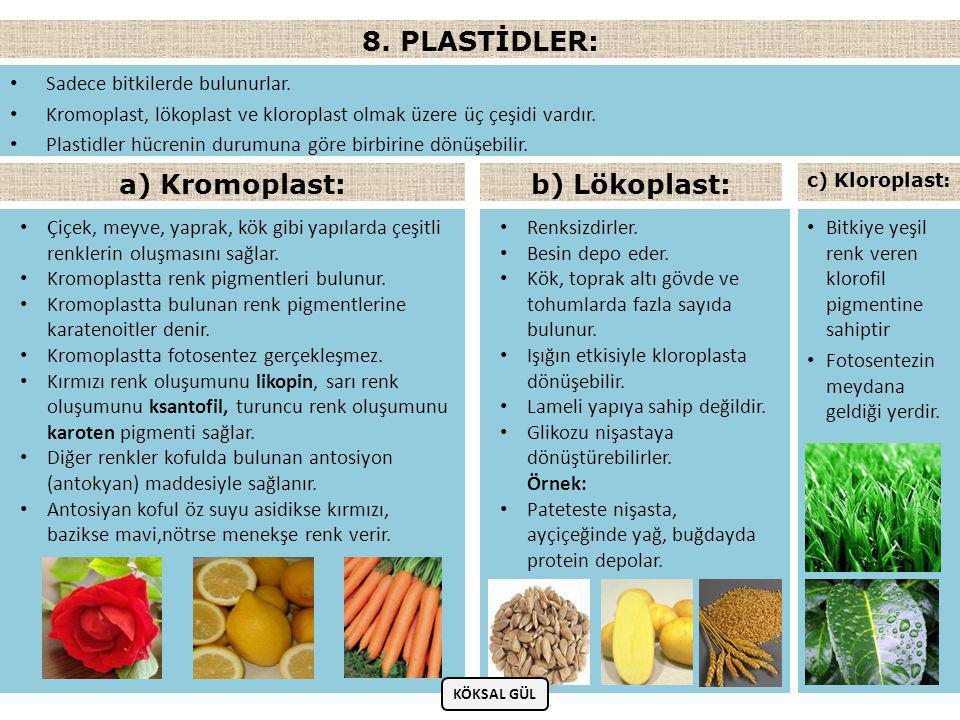 8. PLASTİDLER: a) Kromoplast: b) Lökoplast: