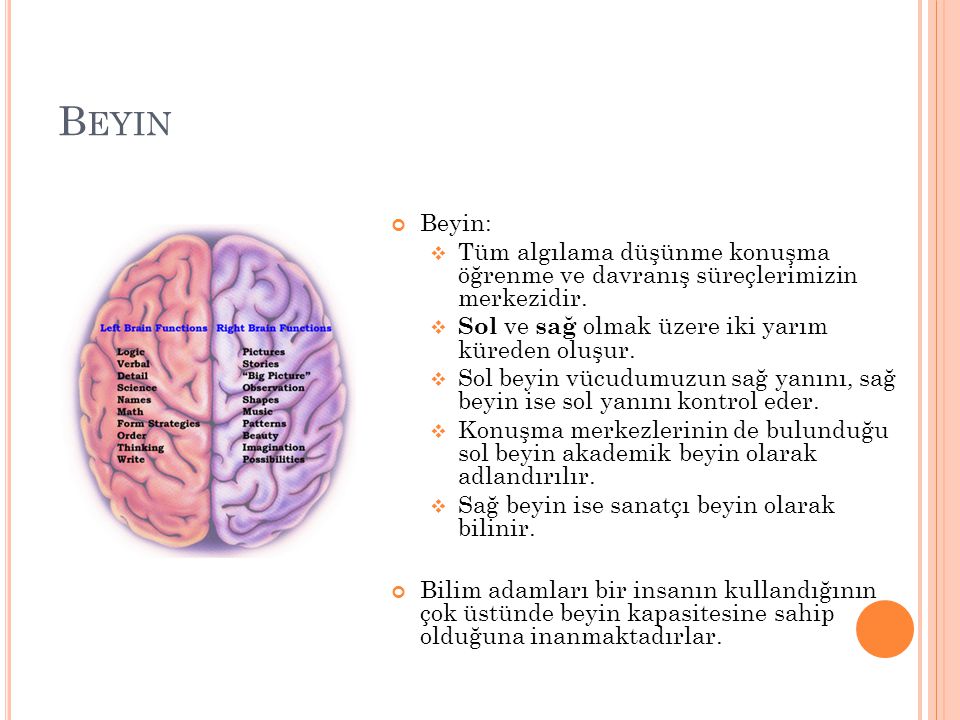Beyin Beyin: Tüm algılama düşünme konuşma öğrenme ve davranış süreçlerimizin merkezidir. Sol ve sağ olmak üzere iki yarım küreden oluşur.
