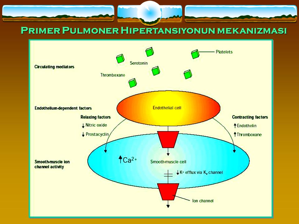 Primer Pulmoner Hipertansiyonun mekanizması