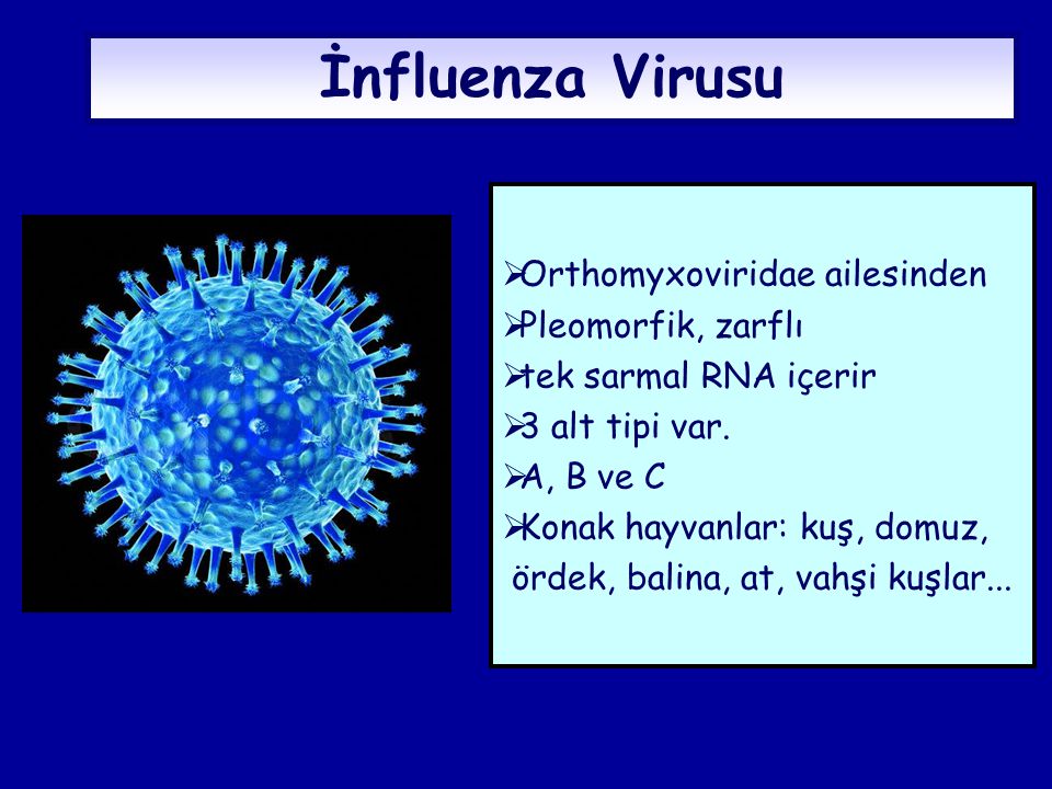 İnfluenza Virusu Orthomyxoviridae ailesinden Pleomorfik, zarflı