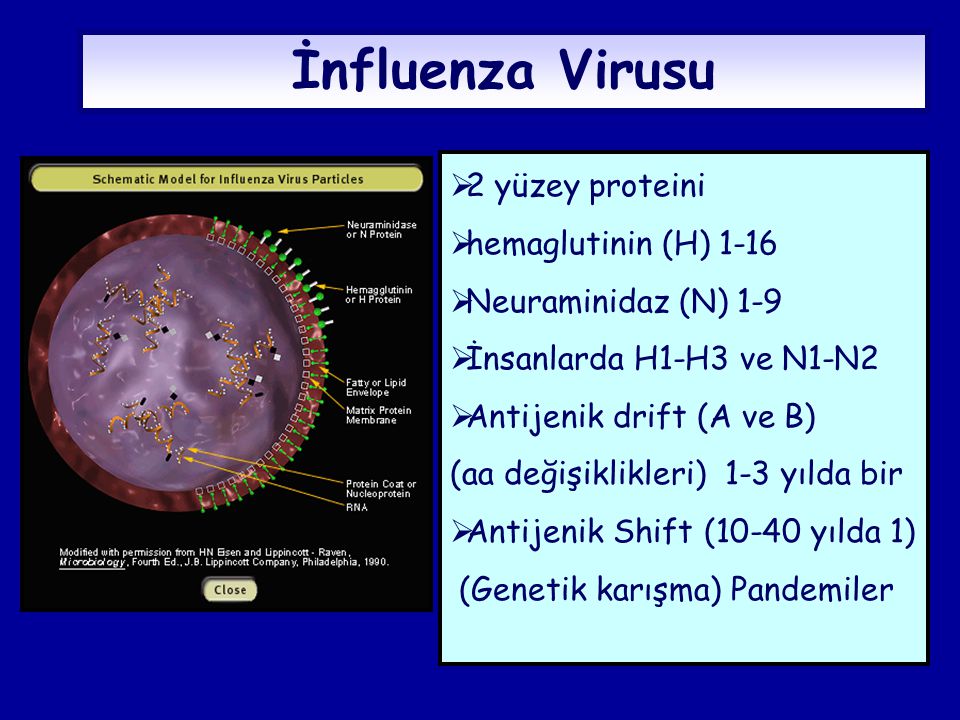İnfluenza Virusu 2 yüzey proteini hemaglutinin (H) 1-16