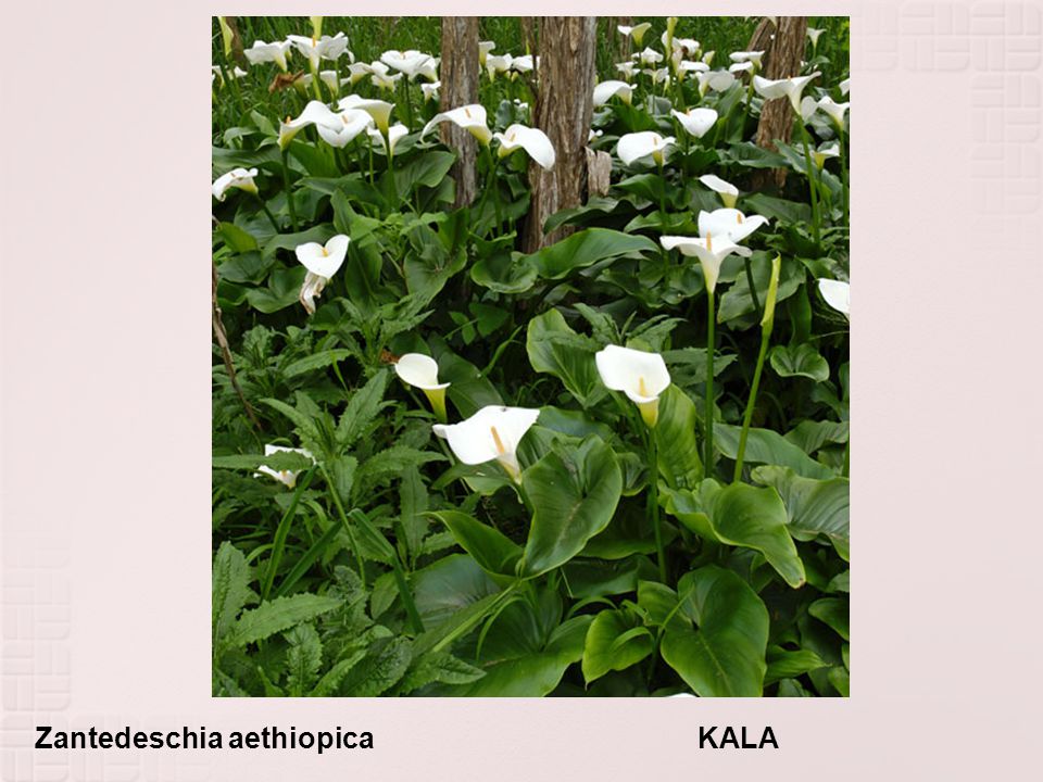 Zantedeschia aethiopica KALA