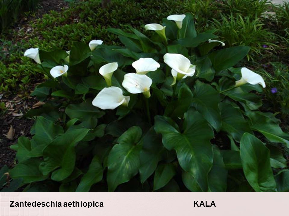 Zantedeschia aethiopica KALA