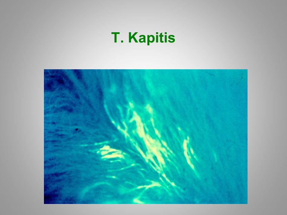 T. Kapitis