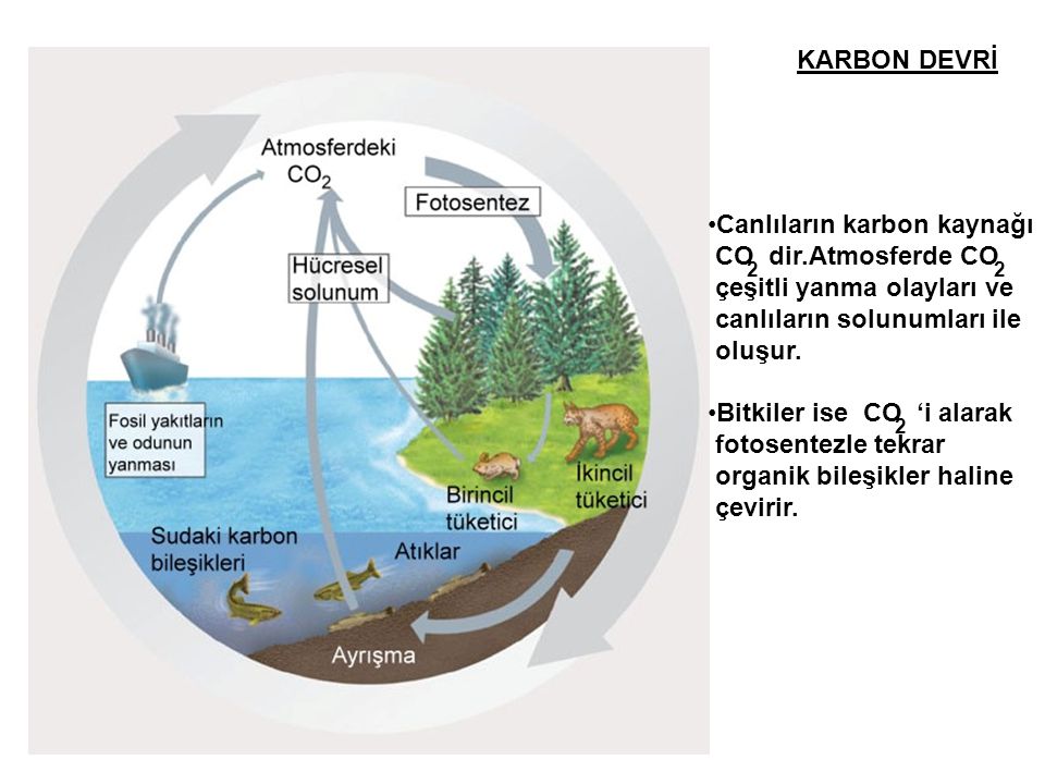 Canlıların karbon kaynağı CO dir.Atmosferde CO