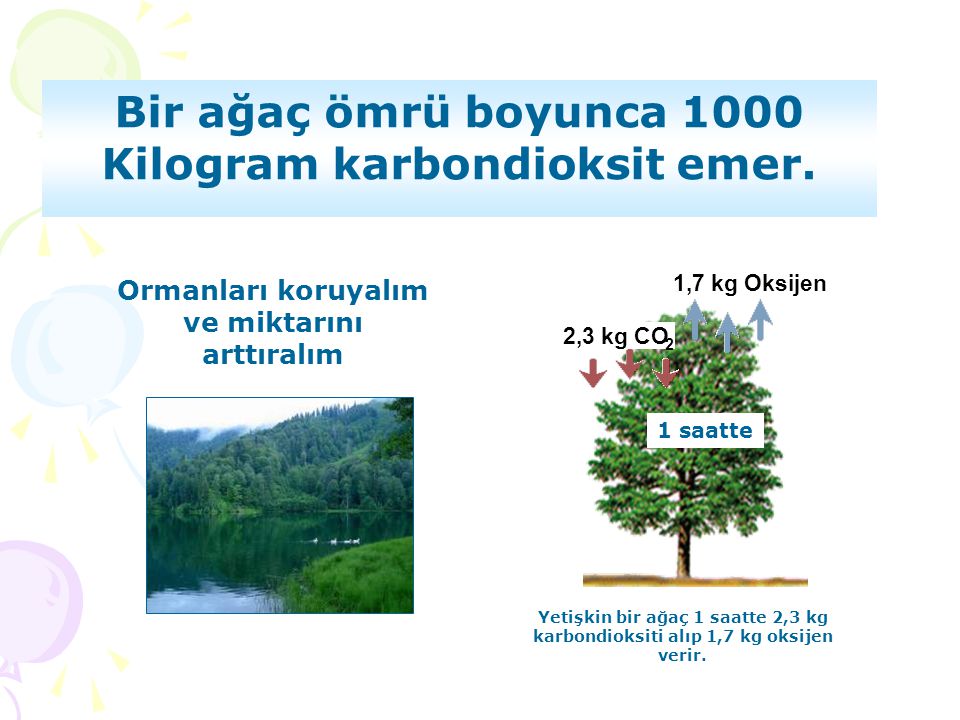 Bir ağaç ömrü boyunca 1000 Kilogram karbondioksit emer.