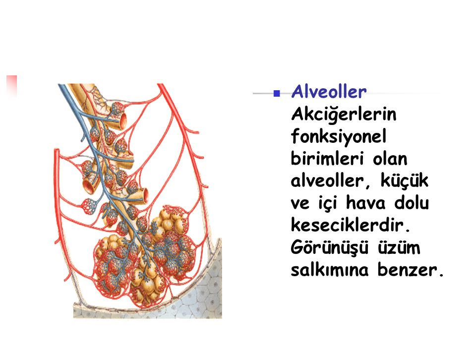 Alveoller Akciğerlerin fonksiyonel birimleri olan alveoller, küçük ve içi hava dolu keseciklerdir.