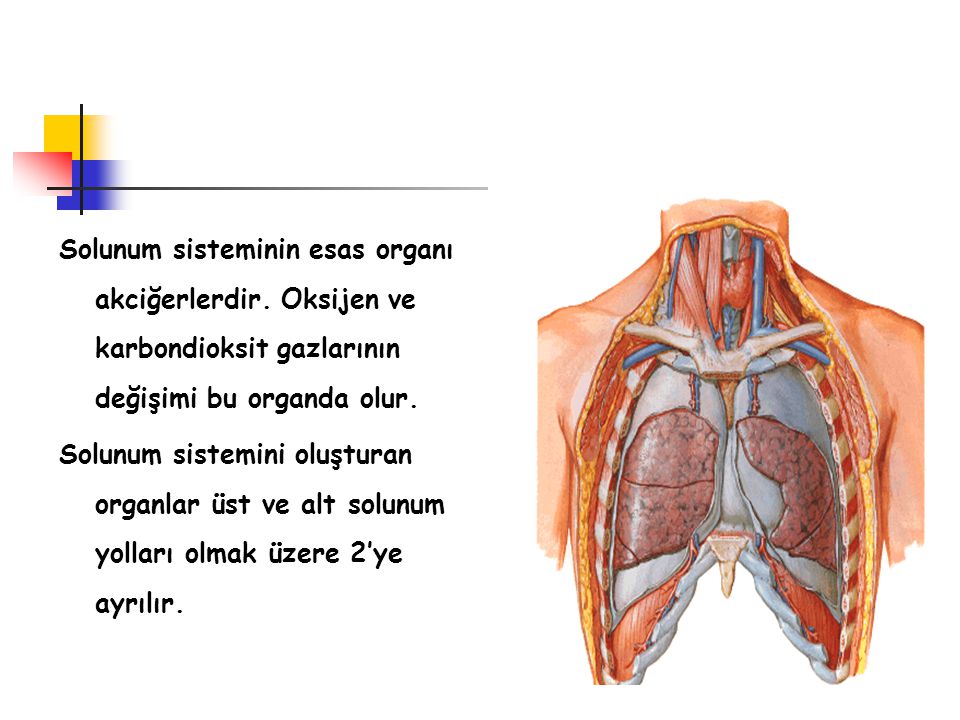 Solunum sisteminin esas organı akciğerlerdir