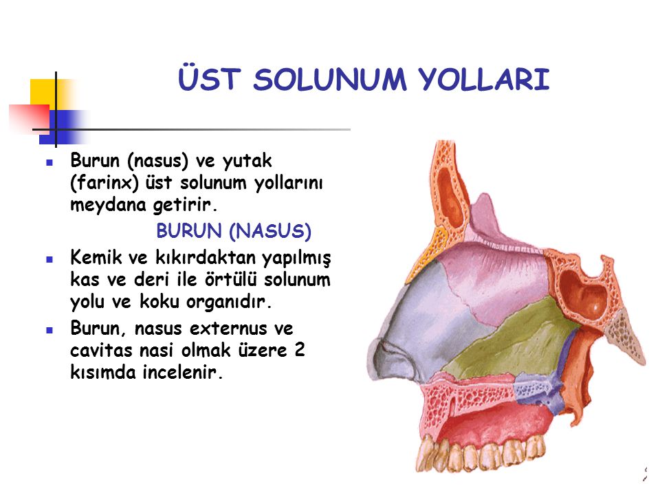 ÜST SOLUNUM YOLLARI Burun (nasus) ve yutak (farinx) üst solunum yollarını meydana getirir. BURUN (NASUS)
