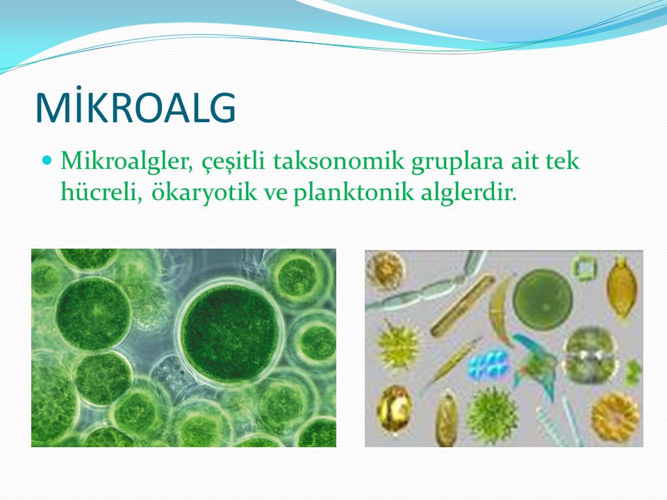 MİKROALG Mikroalgler, çeşitli taksonomik gruplara ait tek hücreli, ökaryotik ve planktonik alglerdir.