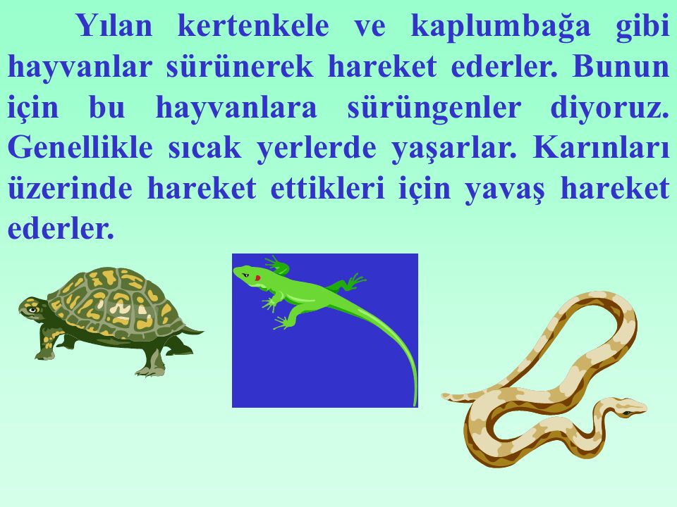 Yılan kertenkele ve kaplumbağa gibi hayvanlar sürünerek hareket ederler.