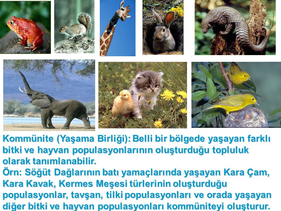 Kommünite (Yaşama Birliği): Belli bir bölgede yaşayan farklı bitki ve hayvan populasyonlarının oluşturduğu topluluk olarak tanımlanabilir.