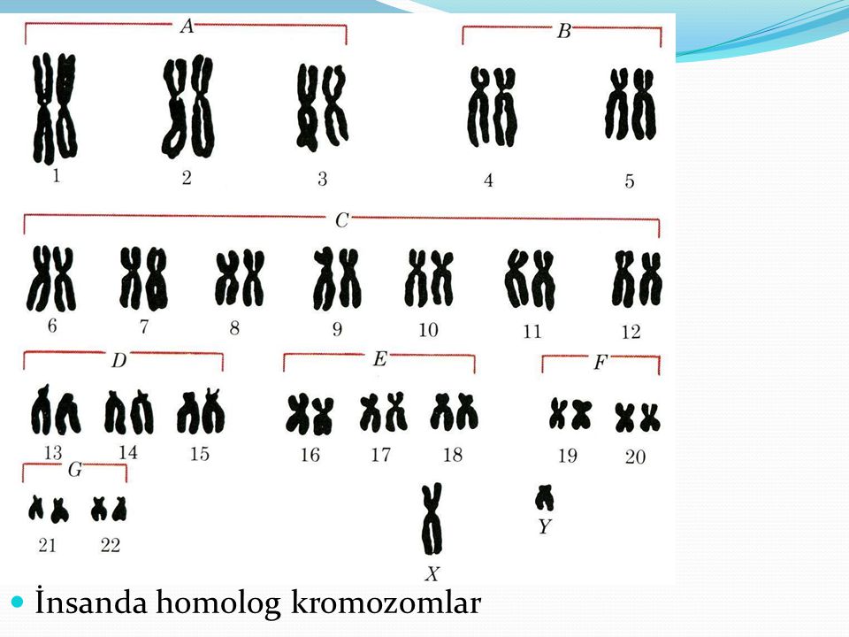 Хромосом группы d. Кариограмма хромосом. Кариограмма хромосом здорового человека. Кариотип человека классификация хромосом человека. Нормальный набор хромосом человека таблица кариограмма.