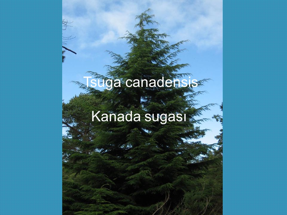 Tsuga canadensis Kanada sugası