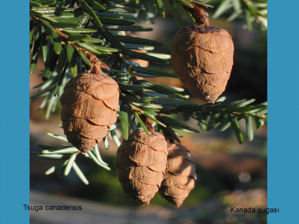 Tsuga canadensis Kanada sugası