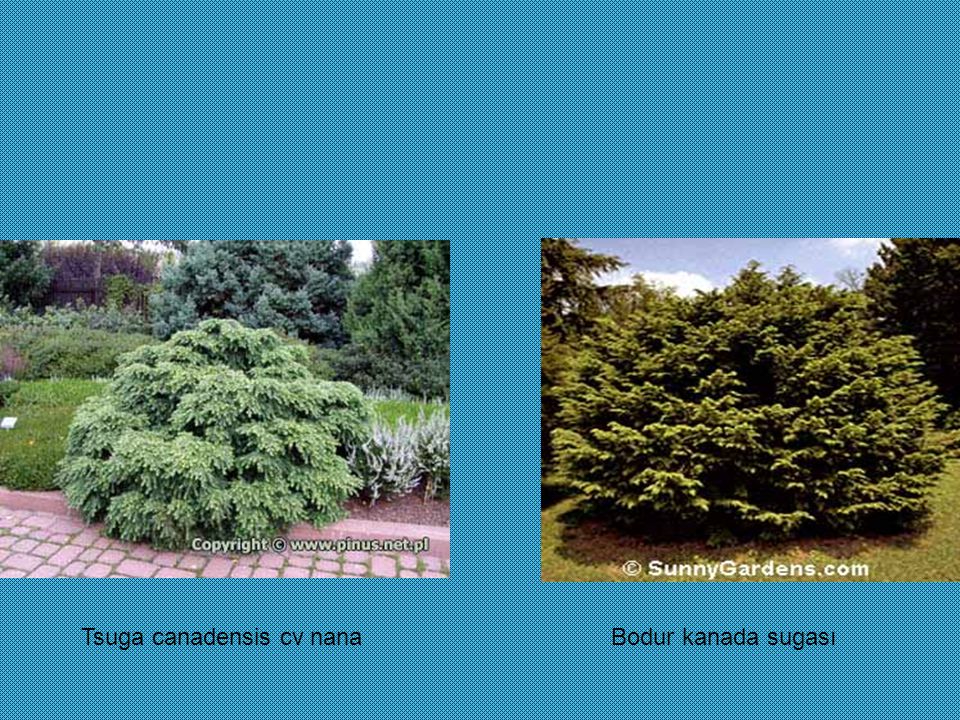 Tsuga canadensis cv nana