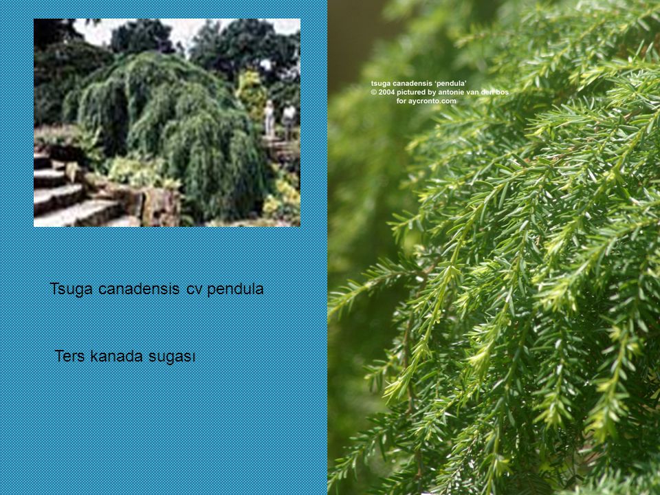 Tsuga canadensis cv pendula