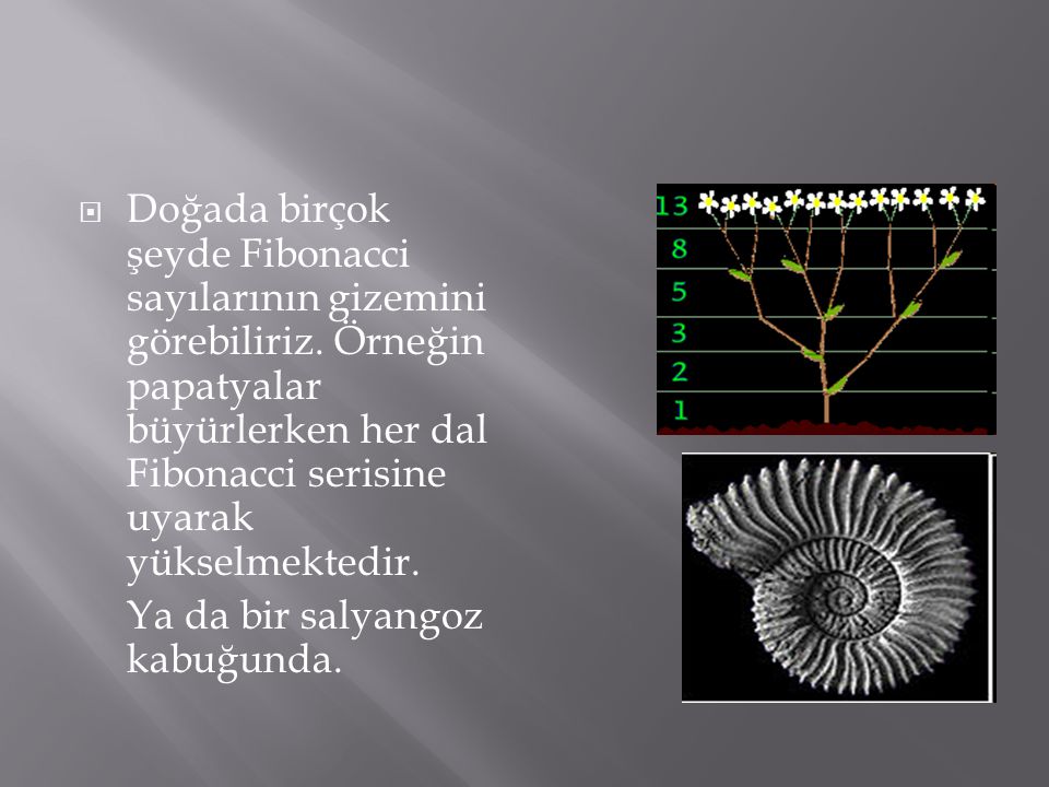 Doğada birçok şeyde Fibonacci sayılarının gizemini görebiliriz
