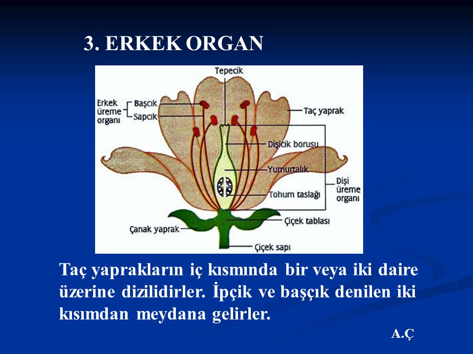 3. ERKEK ORGAN Taç yaprakların iç kısmında bir veya iki daire üzerine dizilidirler. İpçik ve başçık denilen iki kısımdan meydana gelirler.