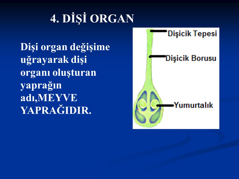 4. DİŞİ ORGAN Dişi organ değişime uğrayarak dişi organı oluşturan yaprağın adı,MEYVE YAPRAĞIDIR.
