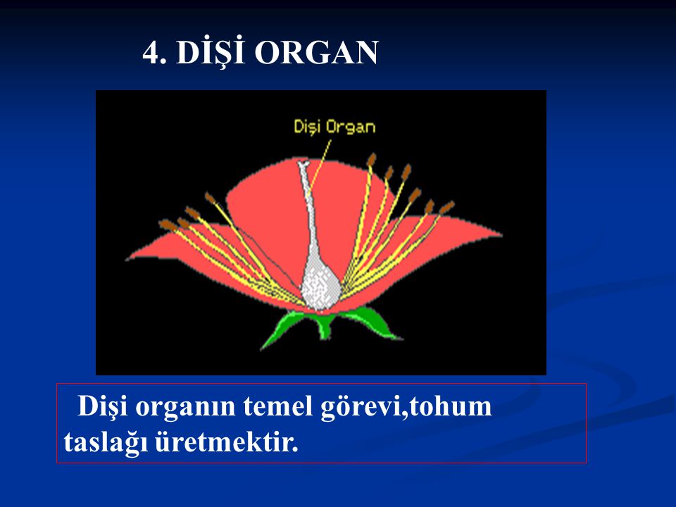 4. DİŞİ ORGAN Dişi organın temel görevi,tohum taslağı üretmektir.
