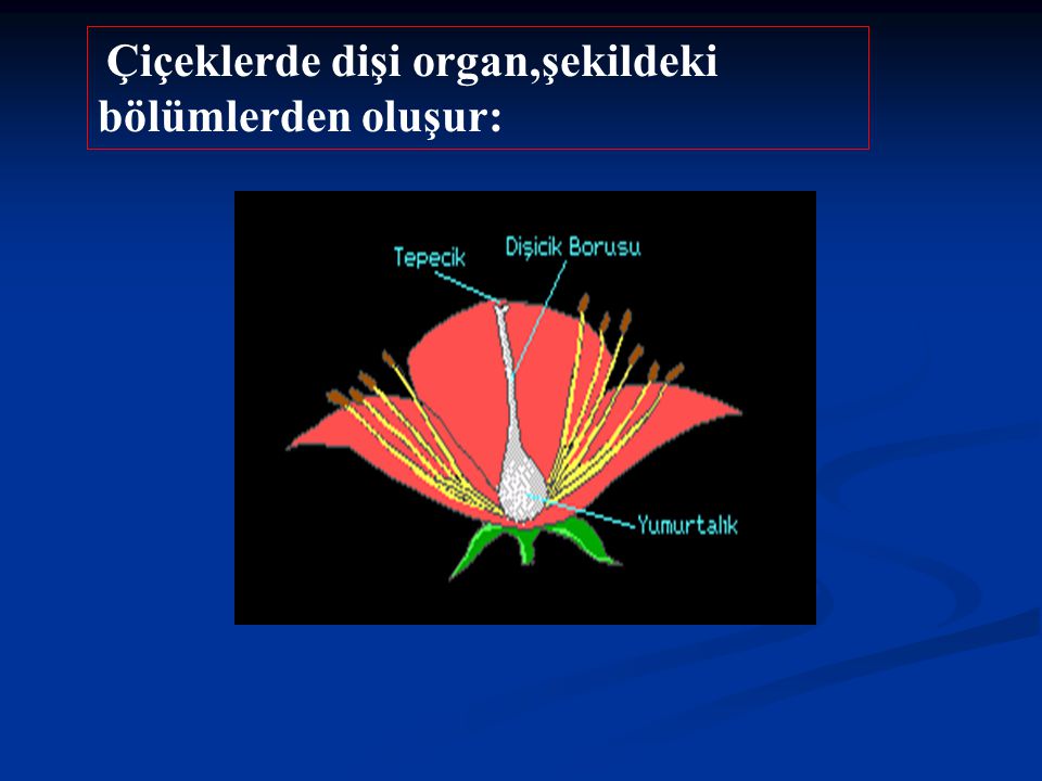 Çiçeklerde dişi organ,şekildeki bölümlerden oluşur: