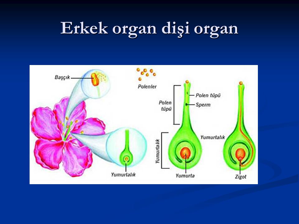 Erkek organ dişi organ